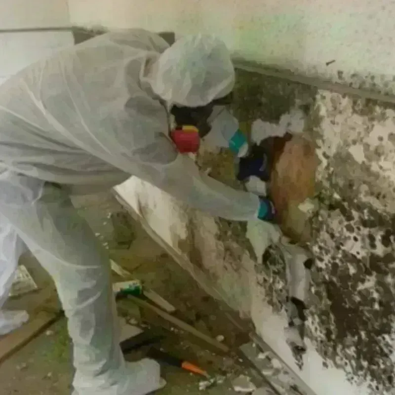 Mold Remediation and Removal in Litchfield, IL